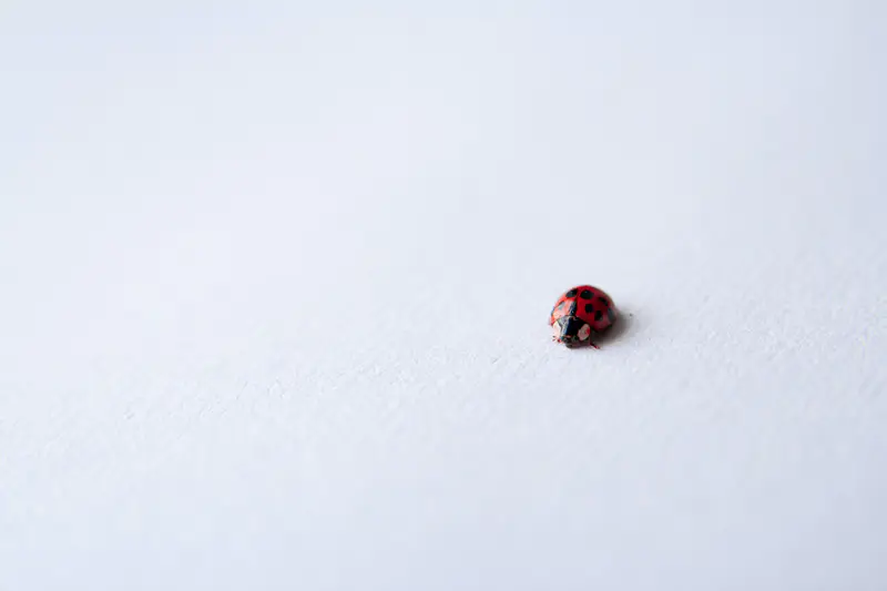 Black carpet beetle on a light surface